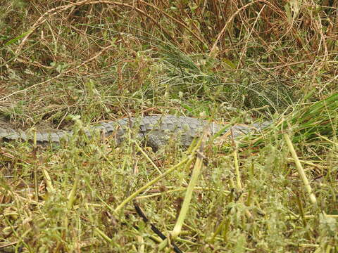 Image of West African crocodile
