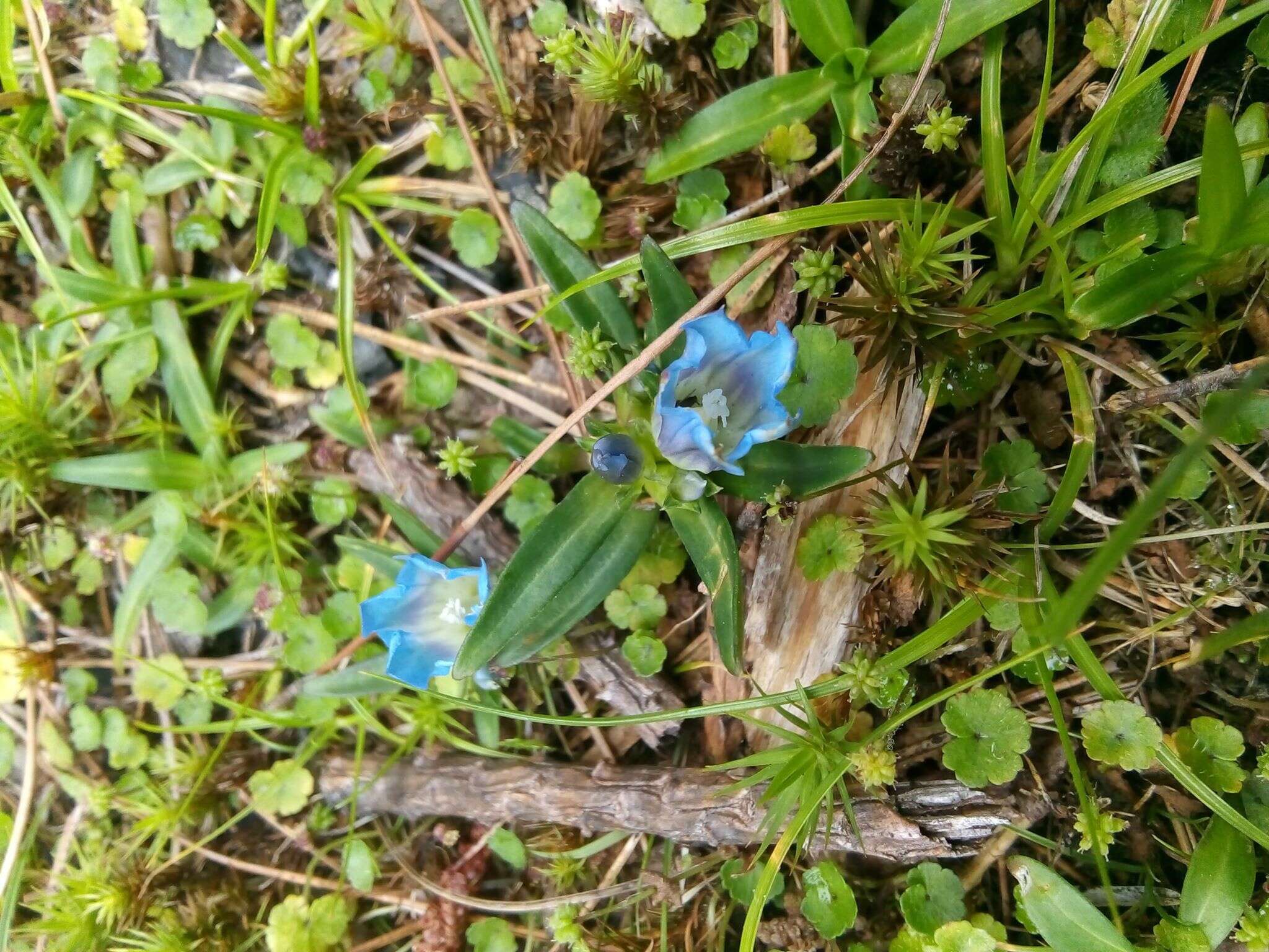 Image de Gentiana davidii var. formosana (Hayata) T. N. Ho