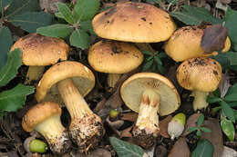 Image of Cortinarius aurilicis Chevassut & Trescol 1986