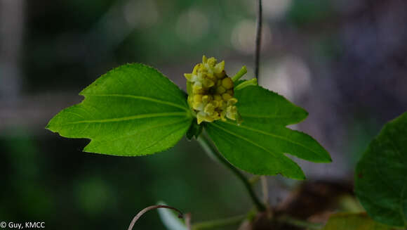 Image of Dalechampia chlorocephala Denis