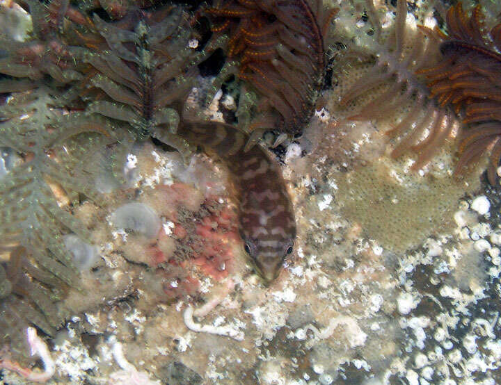 Image of Broad clingfish