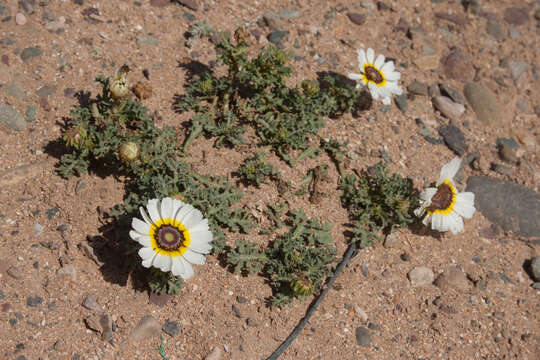 Image de Glebionis carinata (Schousb.) N. N. Tzvel.