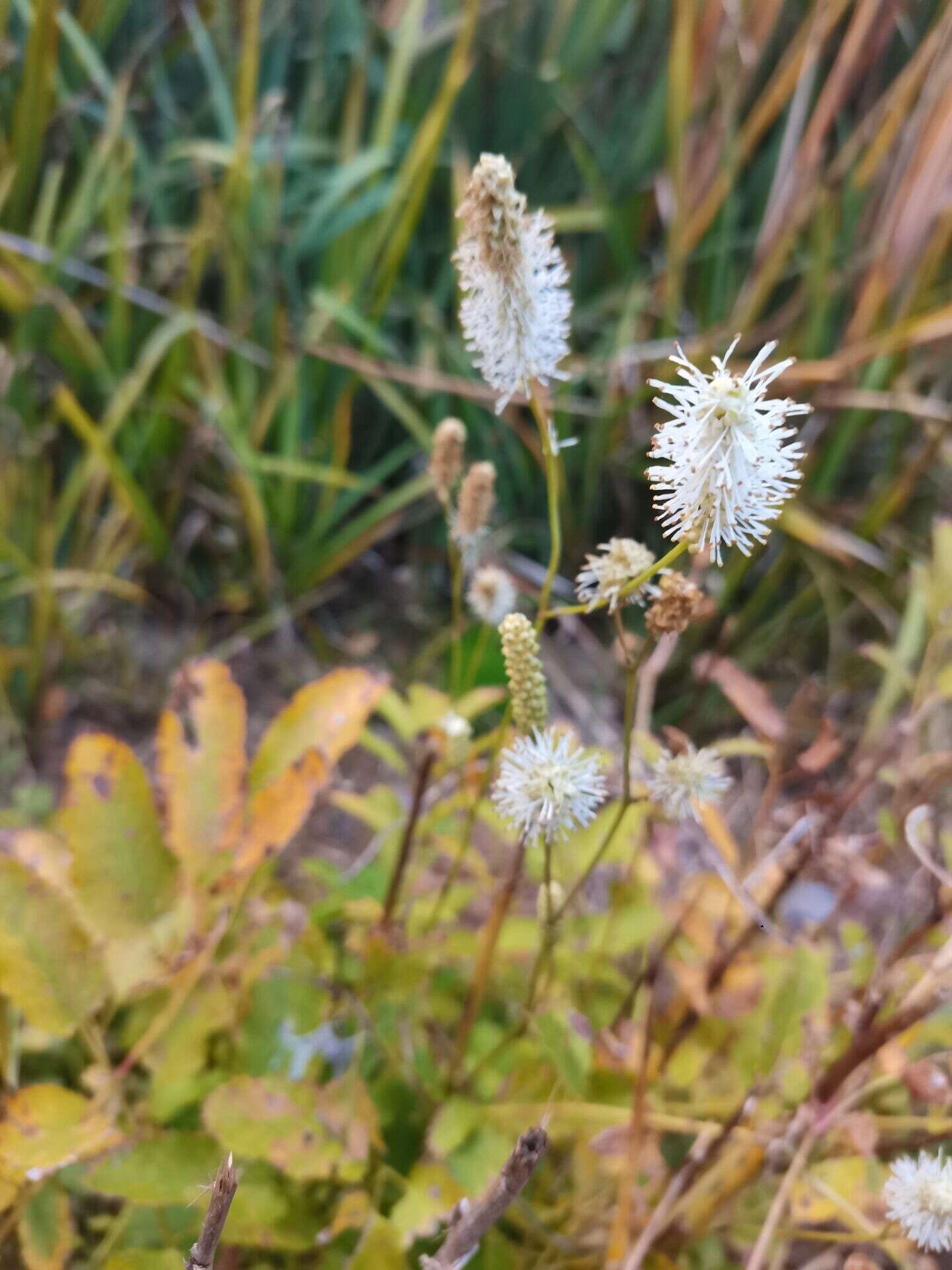 Image of Sanguisorba applanata T. T. Yu & C. L. Li