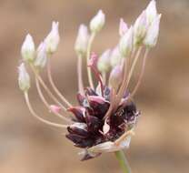 Image of Allium synnotii G. Don