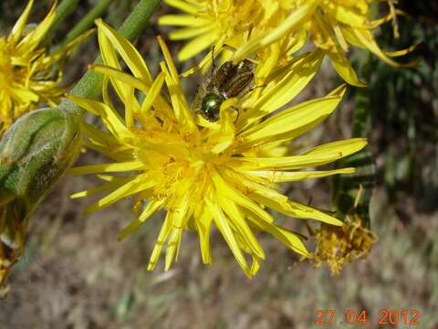 صورة Eulasia (Eulasia) nitidicollis (Reiche 1862)