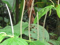 Image of Jamaican pepper