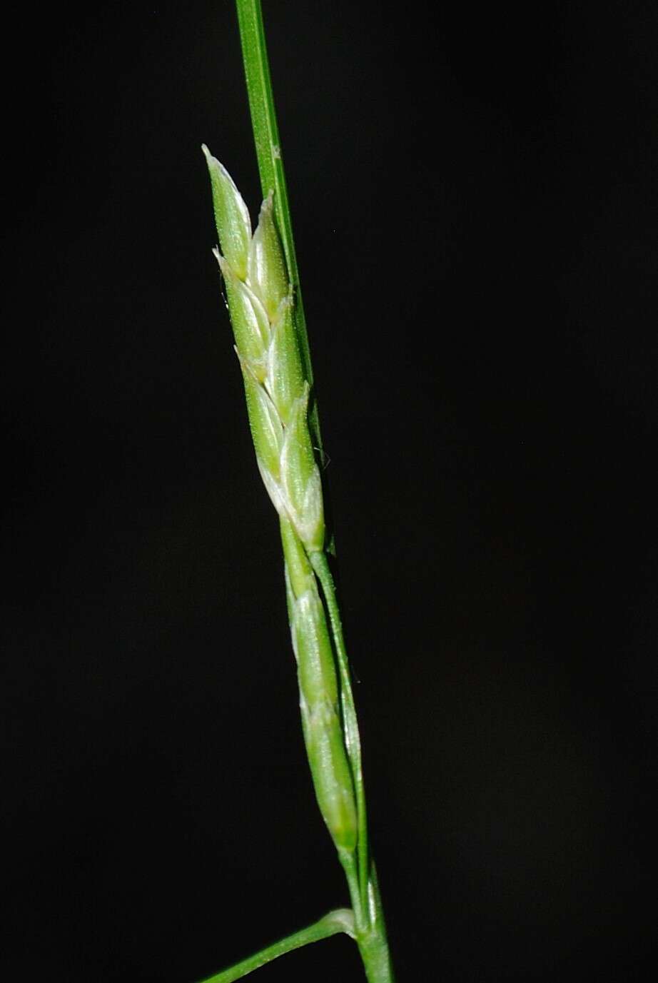 Image of Floating Manna Grass