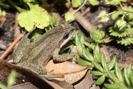 Image of New Jersey Chorus Frog