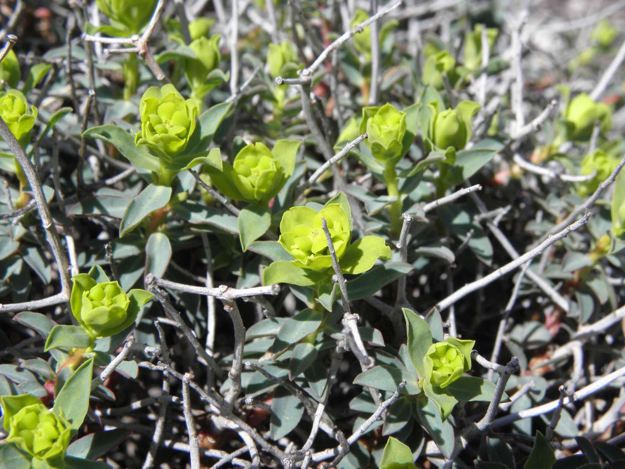 Слика од Euphorbia spinosa L.