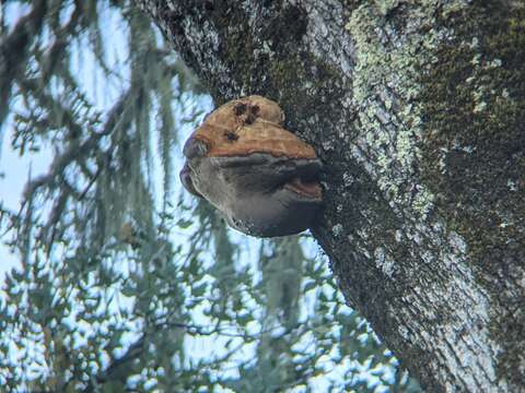 Image of Inocutis dryophila (Berk.) Fiasson & Niemelä 1984