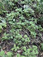 Image of <i>Coleus grandidentatus</i>