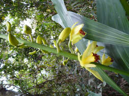 Image of Phaius flavus (Blume) Lindl.