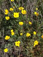 Imagem de Eschscholzia ramosa (Greene) Greene