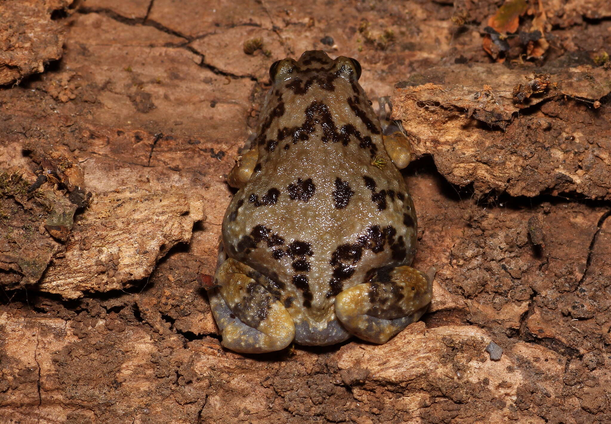 Image of Uperodon mormoratus (Rao 1937)