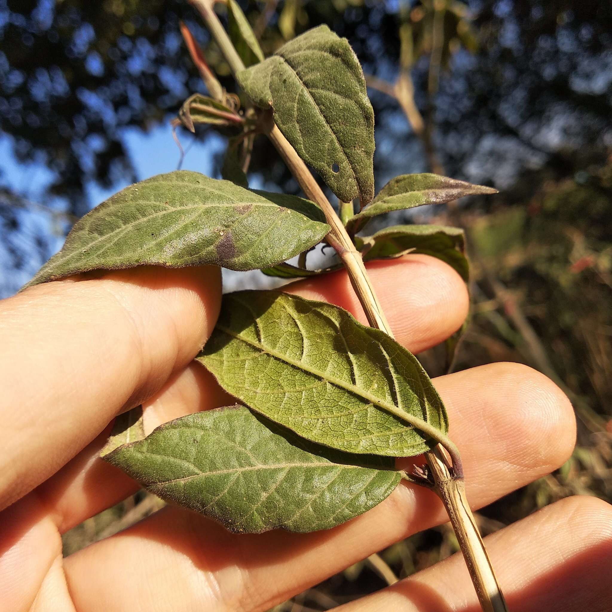 Anisacanthus pumilus (F. G. Dietr.) Nees resmi