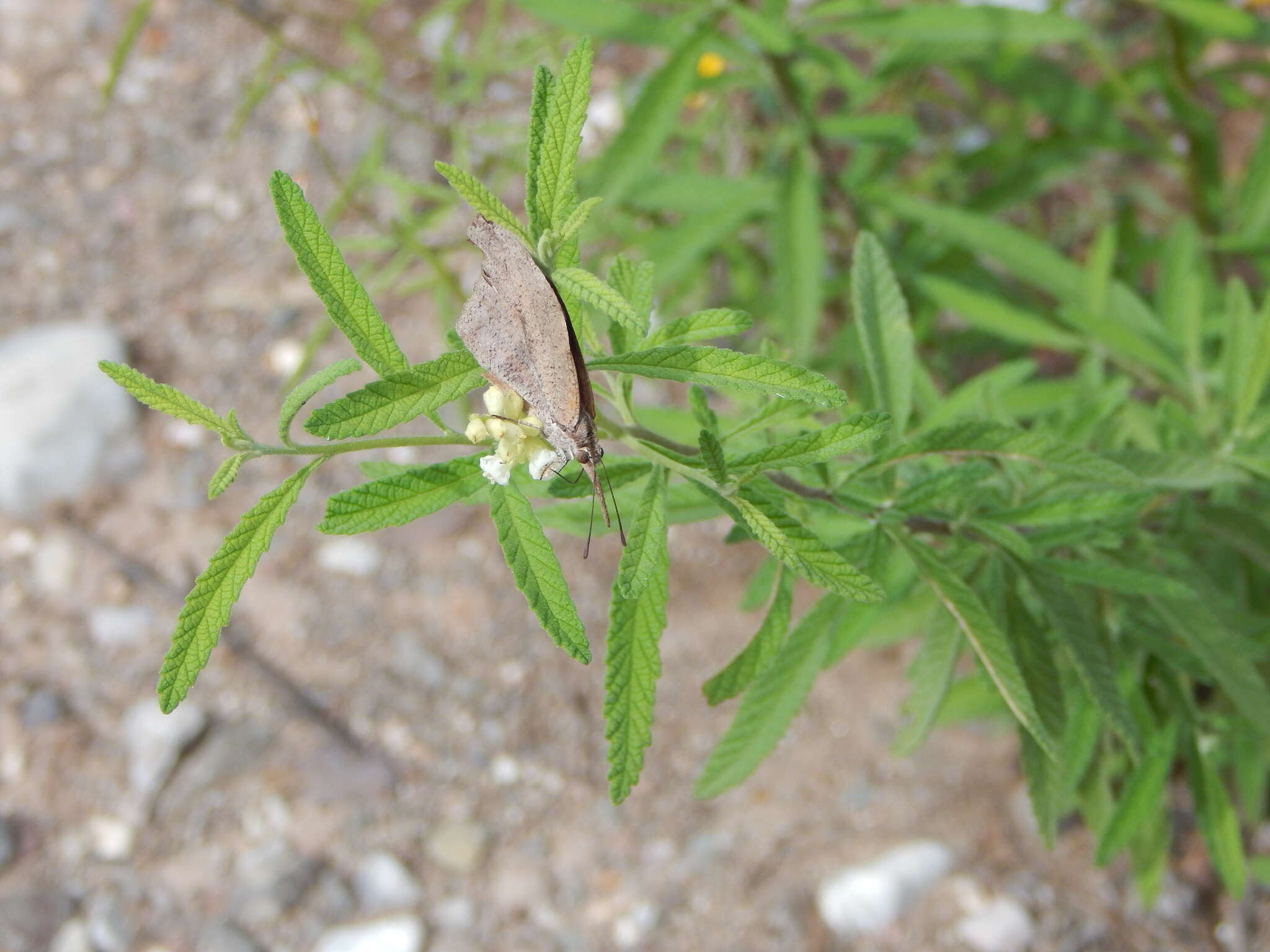 Imagem de Varronia curassavica Jacq.