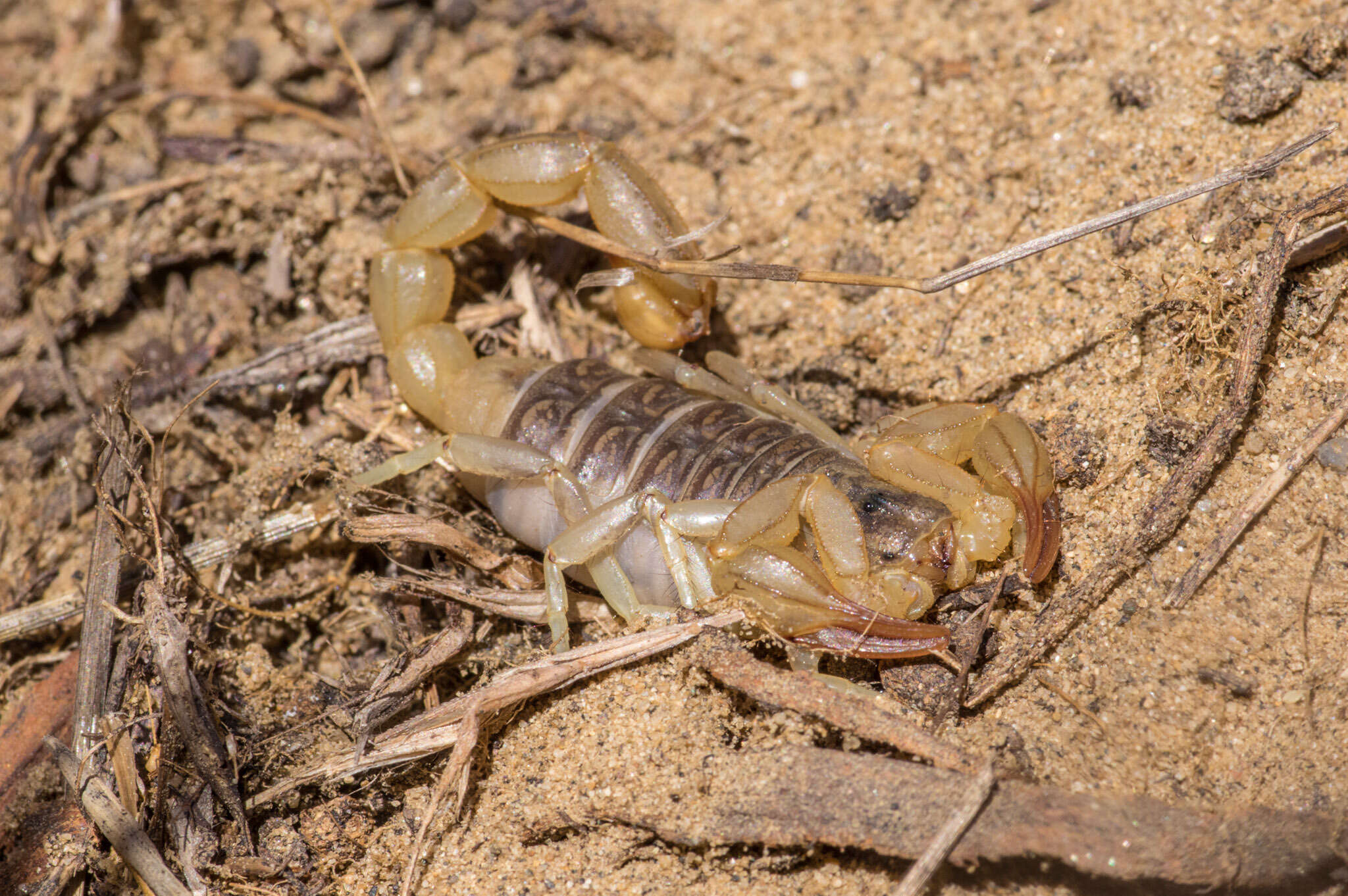 Image of California Common Scorpion