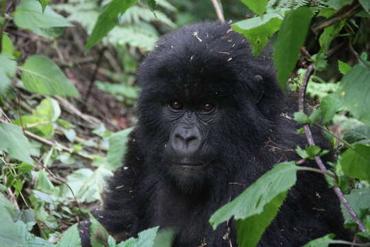 Image of Mountain Gorilla