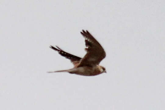 Image of Australian Kestrel