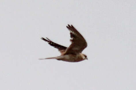 Image of Australian Kestrel