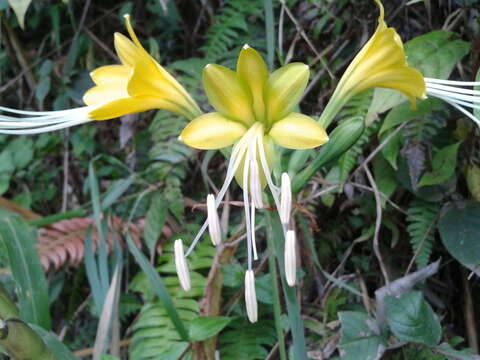 Image of Eucrosia dodsonii Meerow & Dehgan