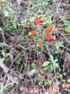 Слика од Castilleja quirosii Standley