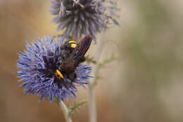 Image de Scolia flaviceps Eversmann 1846