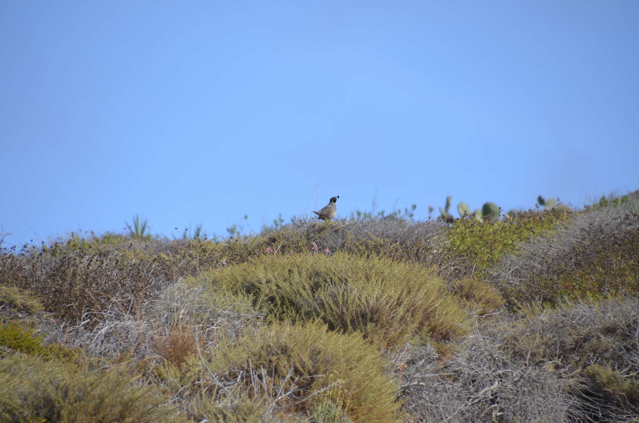 Image of Callipepla Wagler 1832