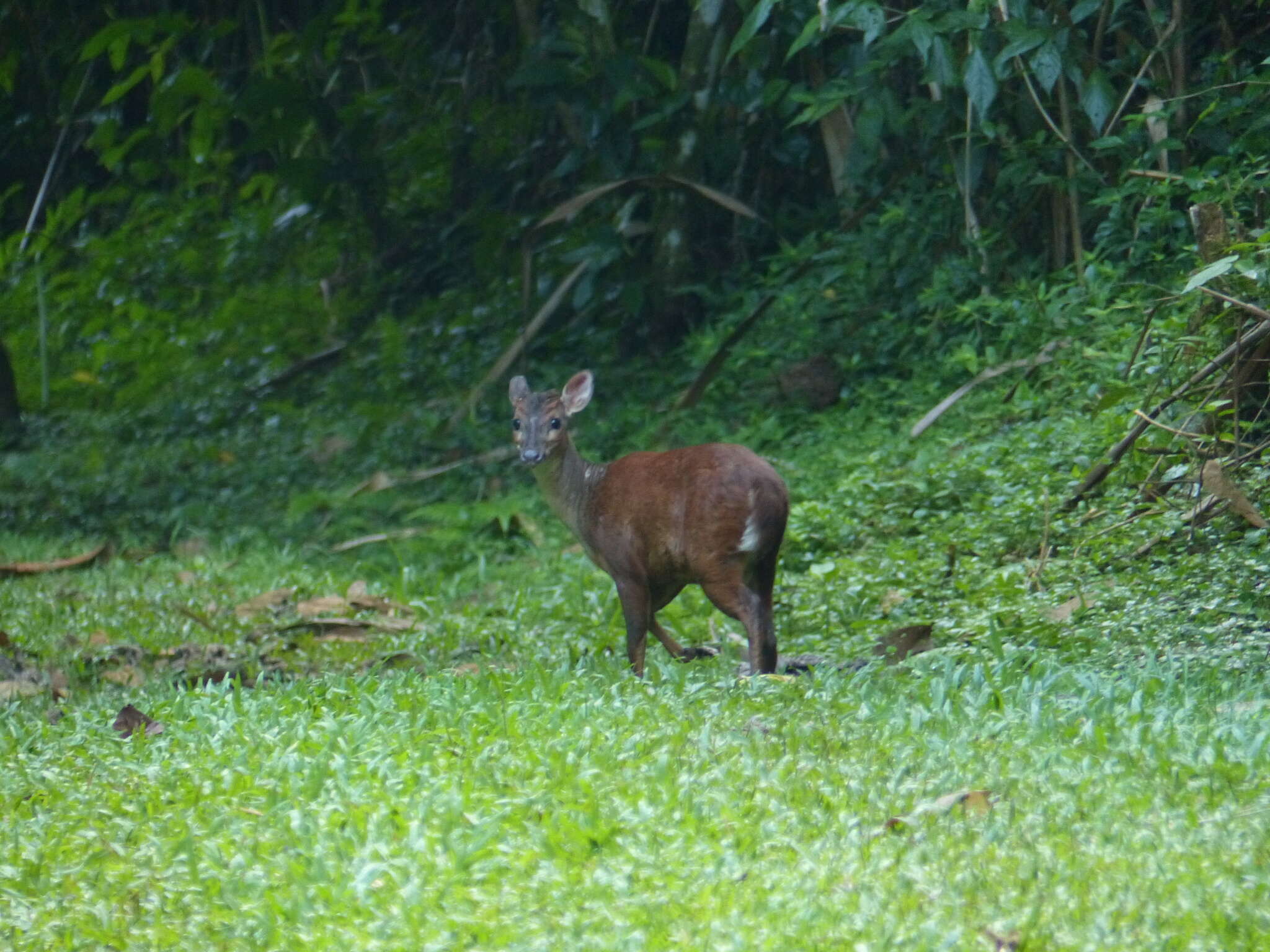 Image of Central American Red Brocket Deer