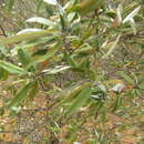 Image of Croton argyrophyllus Kunth