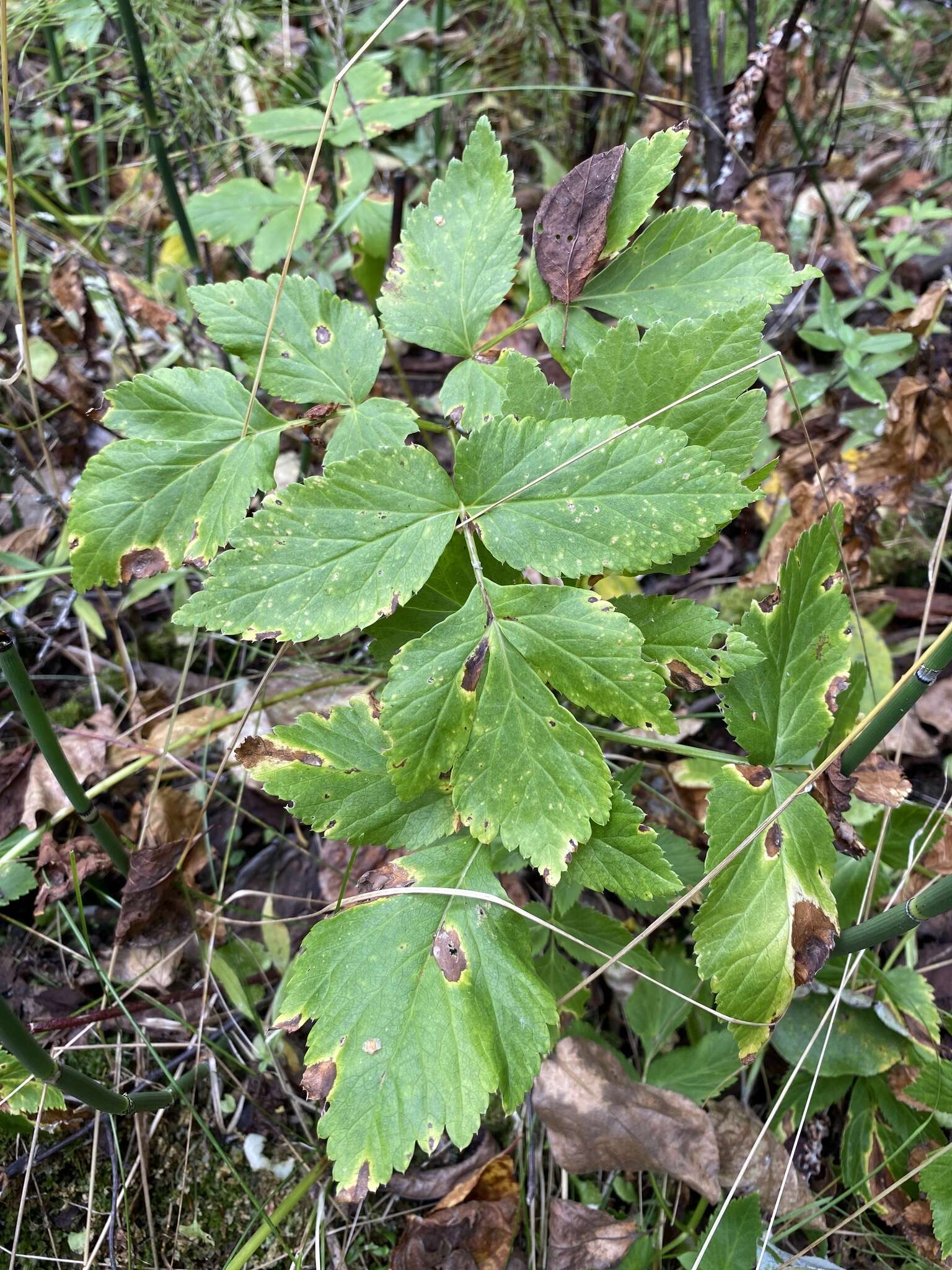 Imagem de Aegopodium latifolium Turcz.