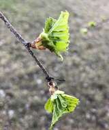 Image of Aphid