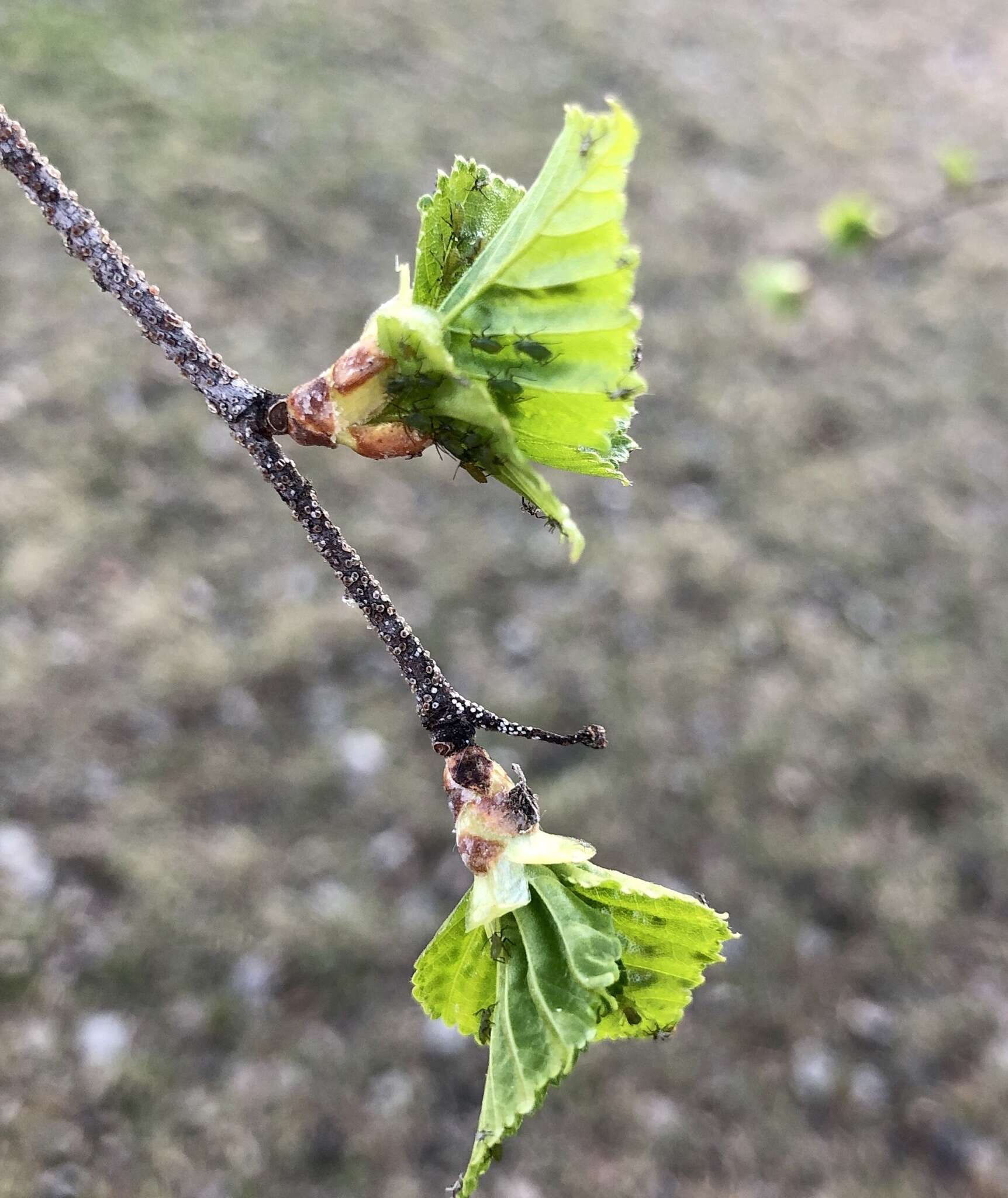 Image of Aphid