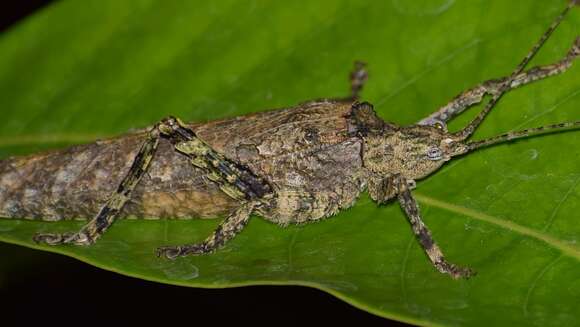 Image of Sathrophyllia rugosa (Linnaeus 1758)