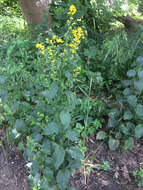 Image of Broad-leaved goldenrod