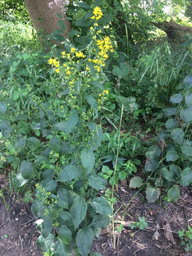 Image of Broad-leaved goldenrod