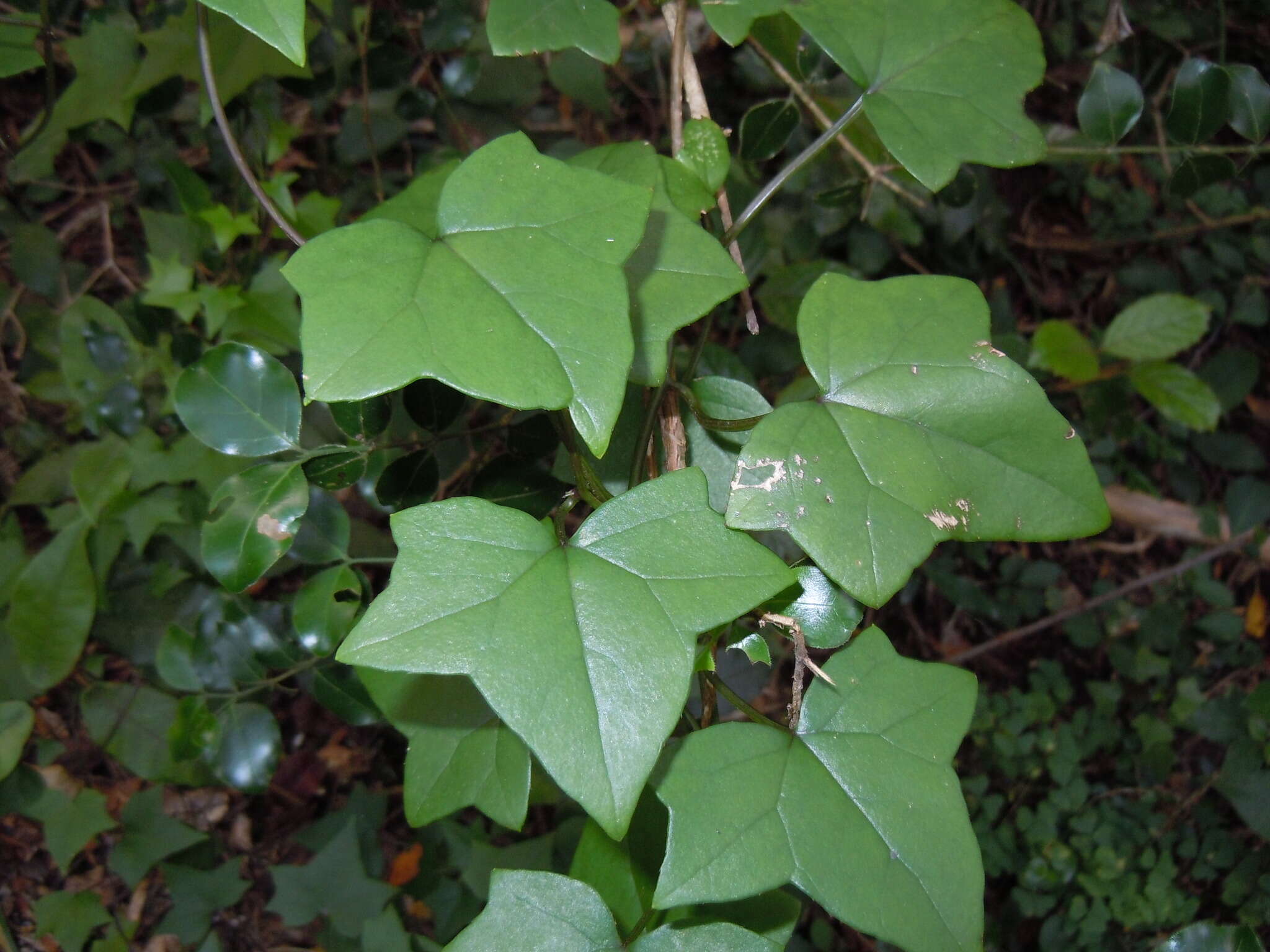 Image of Senecio quinquelobus (Thunb.) DC.