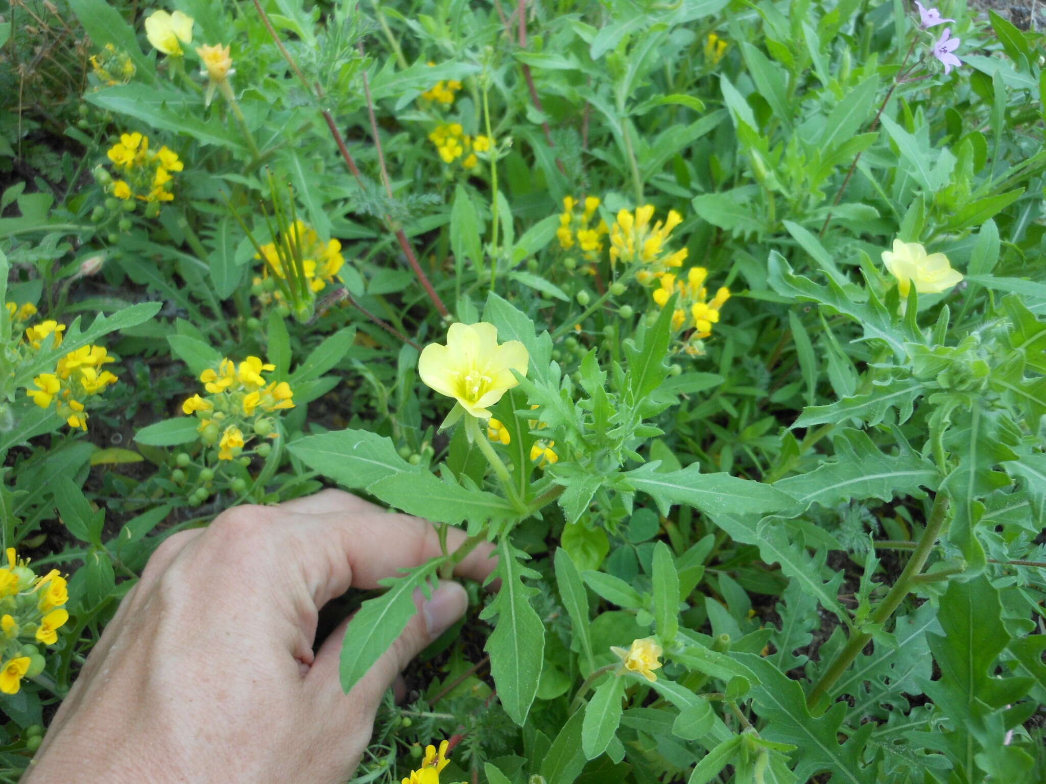 Imagem de Oenothera laciniata Hill