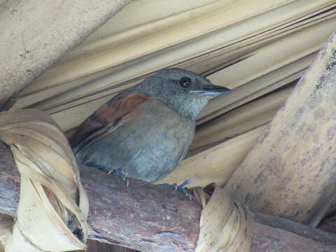 Image of Rufous-breasted Spinetail