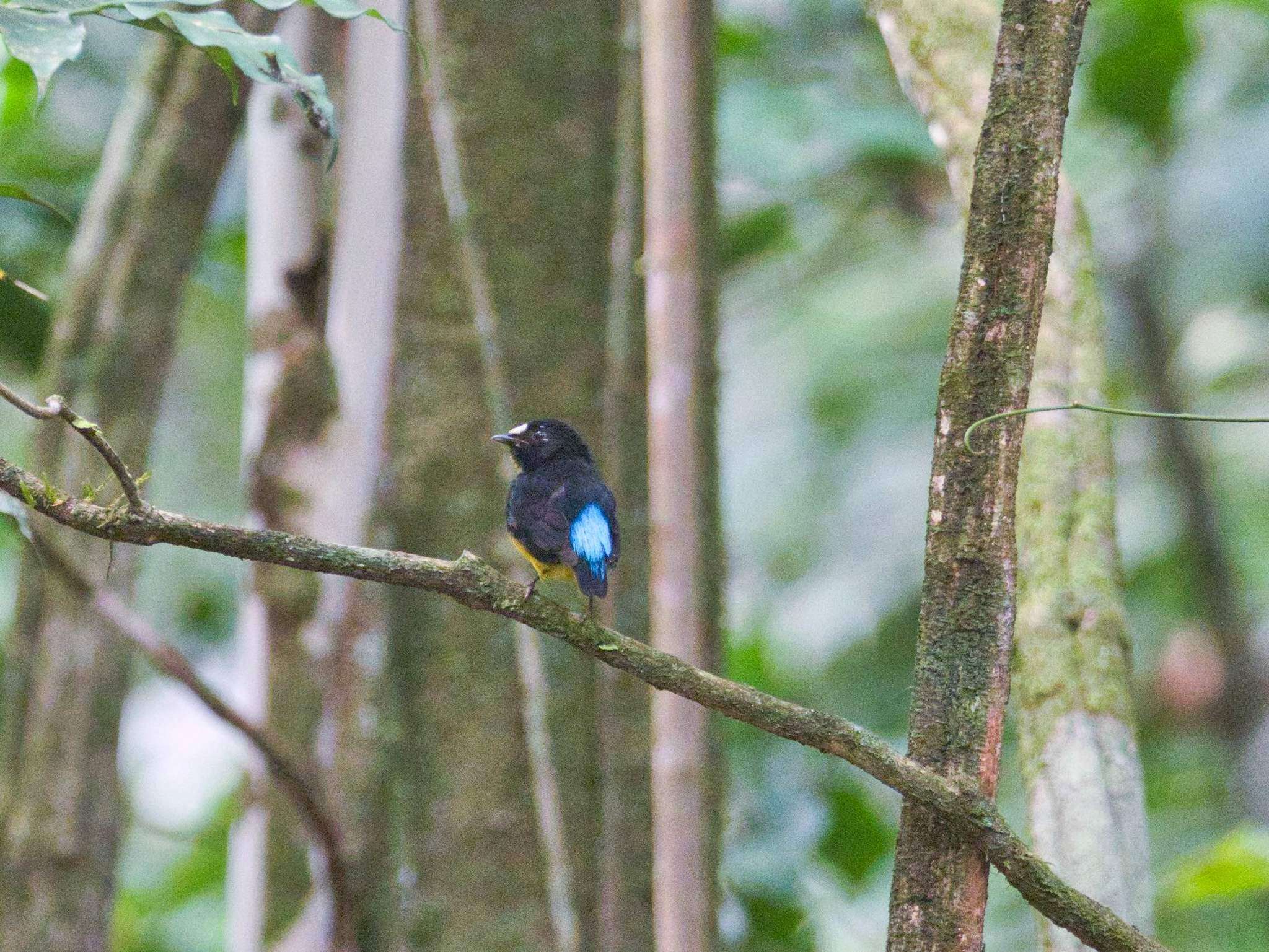 Image of White-fronted Manakin