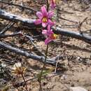 Image of Ixia scillaris subsp. toximontana Goldblatt & J. C. Manning