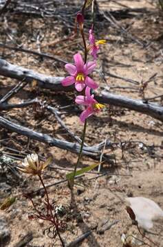 Image of Ixia scillaris subsp. toximontana Goldblatt & J. C. Manning