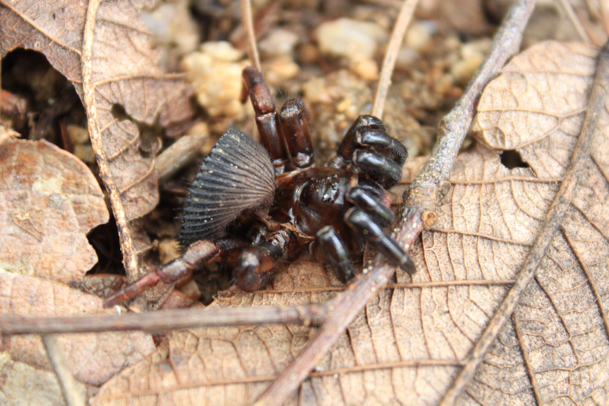 صورة Cyclocosmia loricata (C. L. Koch 1842)