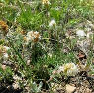 Image of Ipomopsis spicata var. cephaloidea (Rydb.) D. Wilken & R. L. Hartman