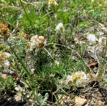 Image of Ipomopsis spicata var. cephaloidea (Rydb.) D. Wilken & R. L. Hartman