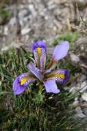 Image of Iris unguicularis subsp. cretensis (Janka) A. P. Davis & Jury