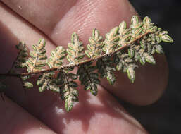 Image of lace lipfern