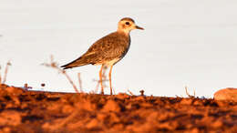 Charadrius veredus Gould 1848 resmi