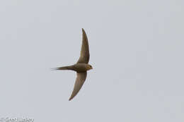 Image of African Palm Swift