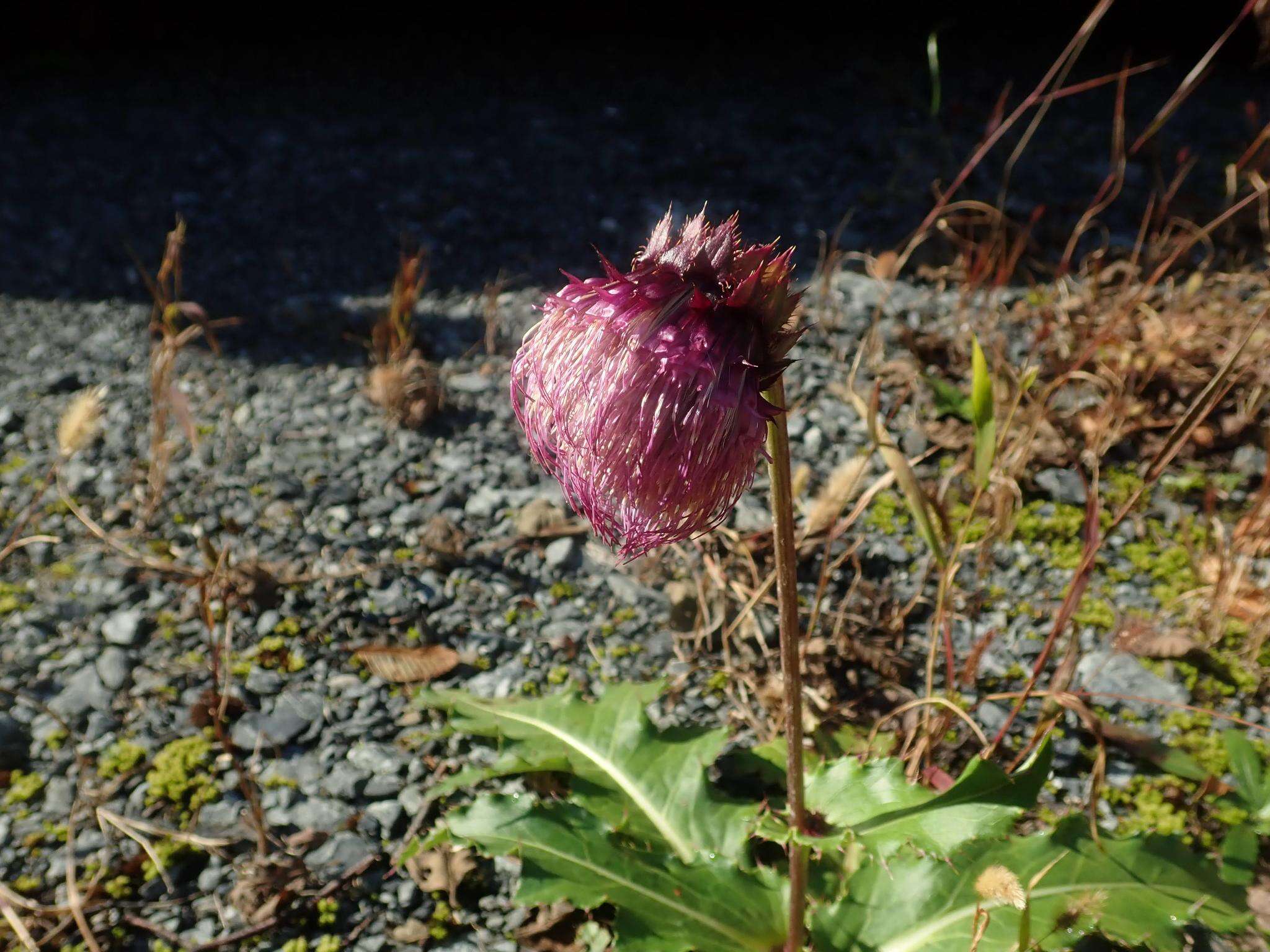 Imagem de Cirsium purpuratum (Maxim.) Matsum.